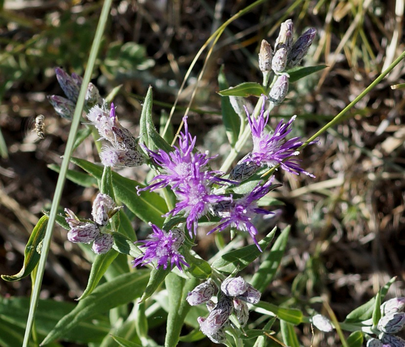 Изображение особи Saussurea salicifolia.