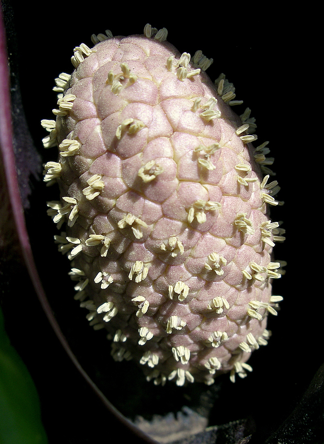 Image of Symplocarpus renifolius specimen.