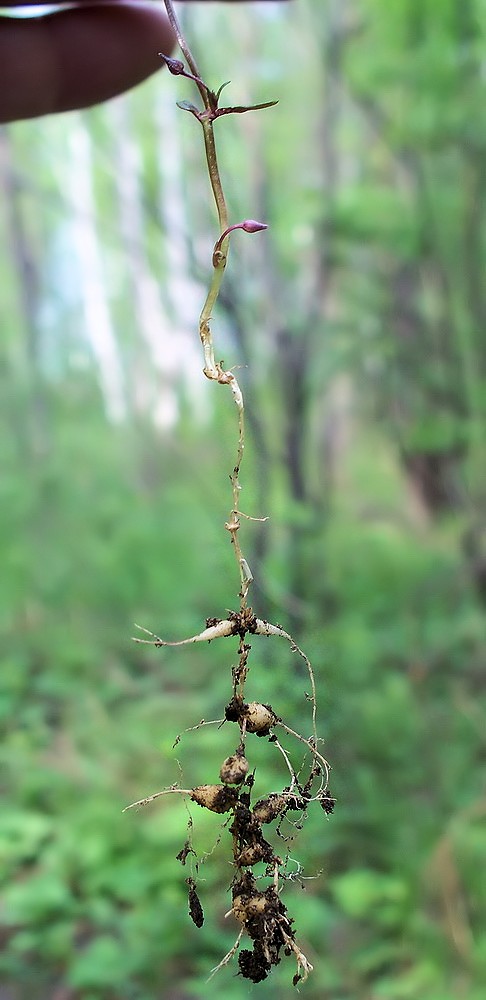 Изображение особи Pseudostellaria sylvatica.