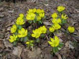 Eranthis hyemalis