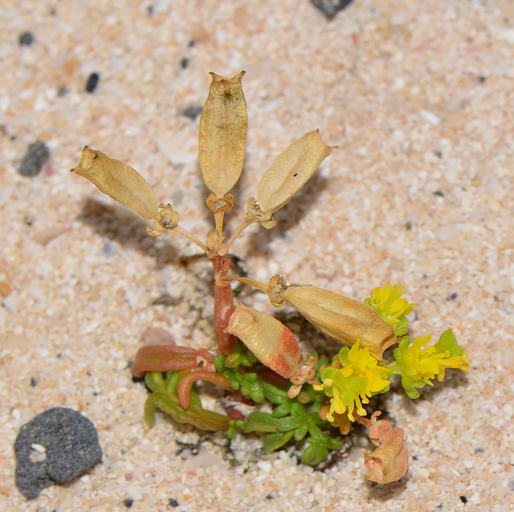 Изображение особи Reseda crystallina.