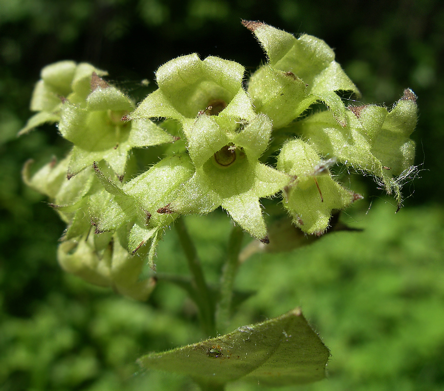 Image of Pulmonaria obscura specimen.