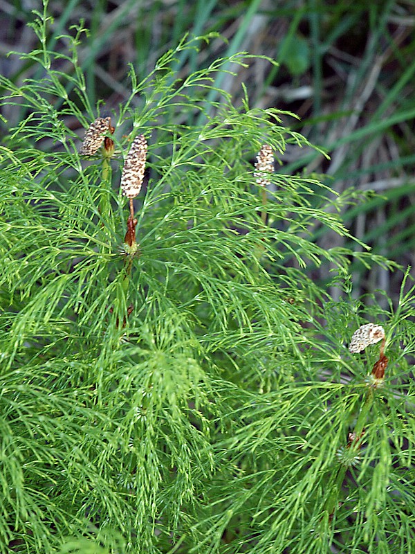 Image of Equisetum sylvaticum specimen.
