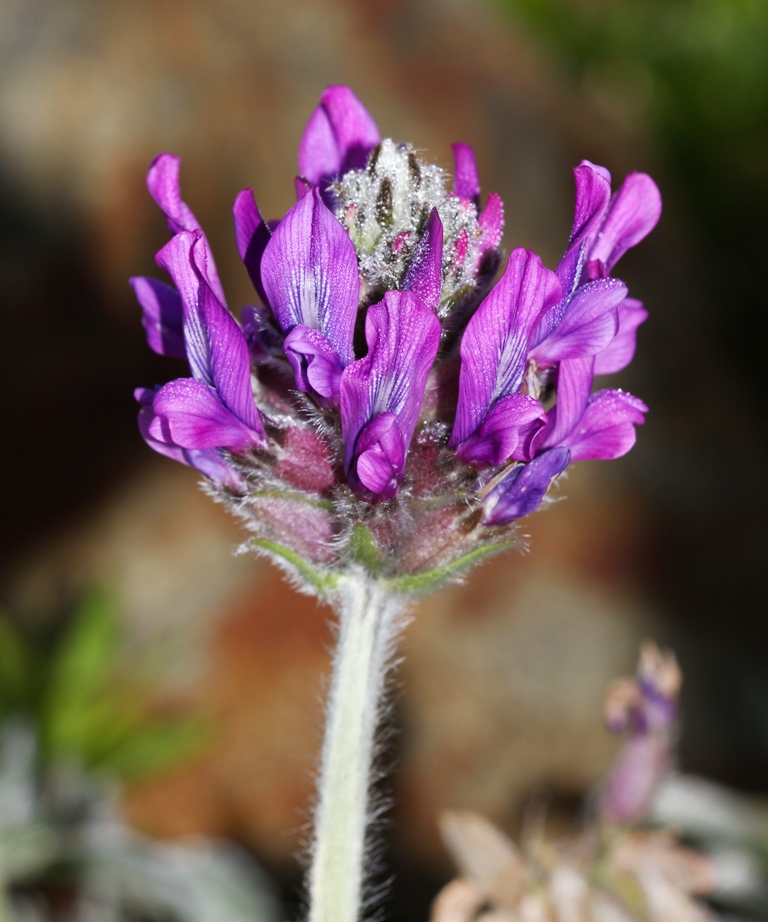 Image of Oxytropis ruthenica specimen.