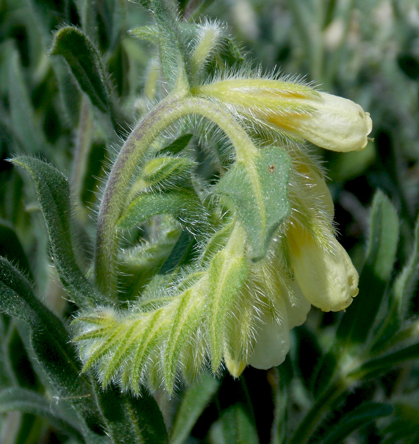 Image of Onosma montana specimen.