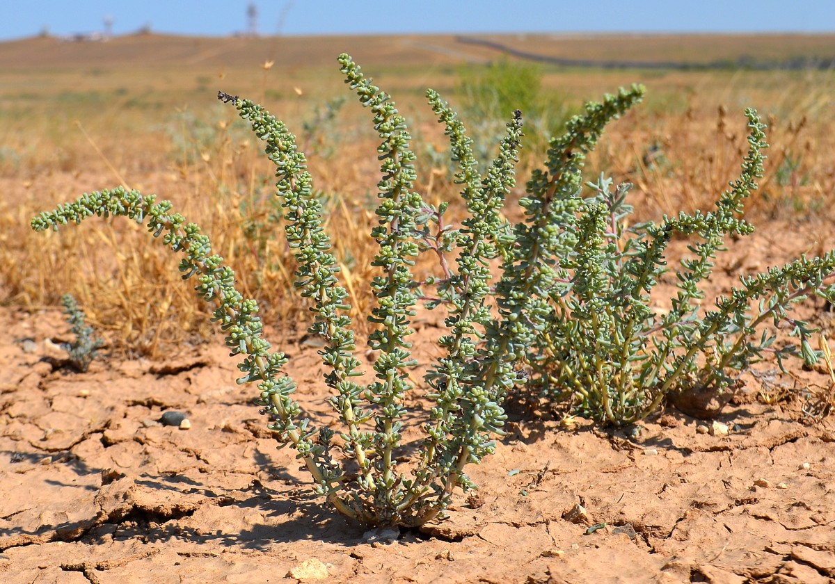 Изображение особи Salsola foliosa.