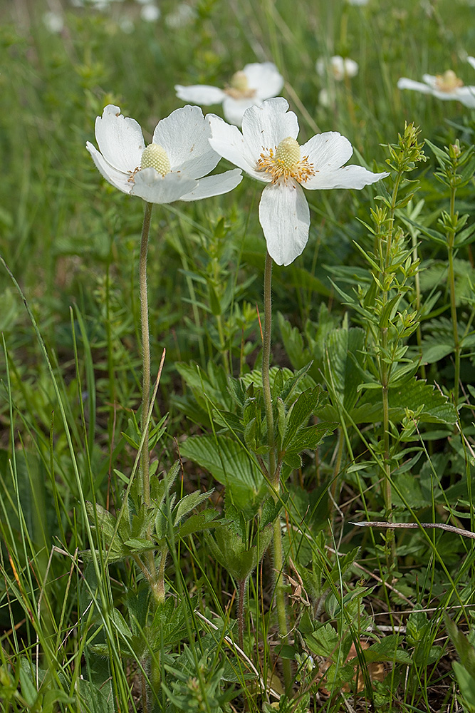 Изображение особи Anemone sylvestris.