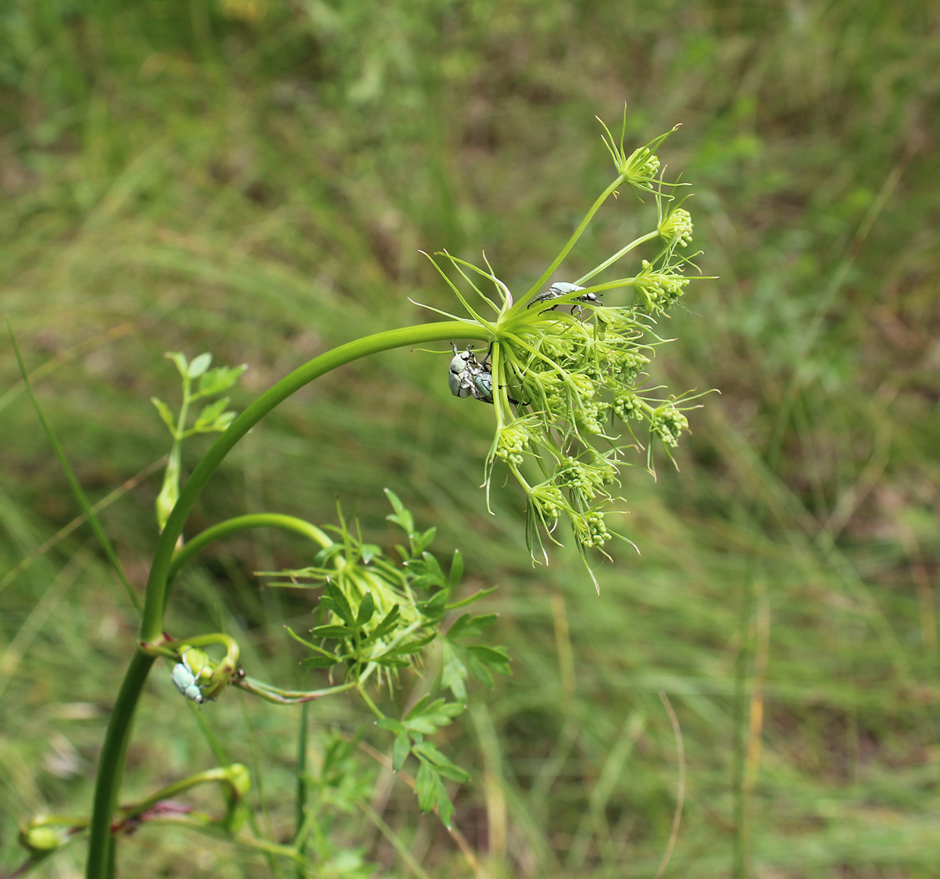 Изображение особи Peucedanum oreoselinum.