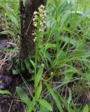 Pseudorchis albida. Верхушка цветущего растения. Коми, г. Печора, смешанный лес на окраине Печоры. 29.06.2016.