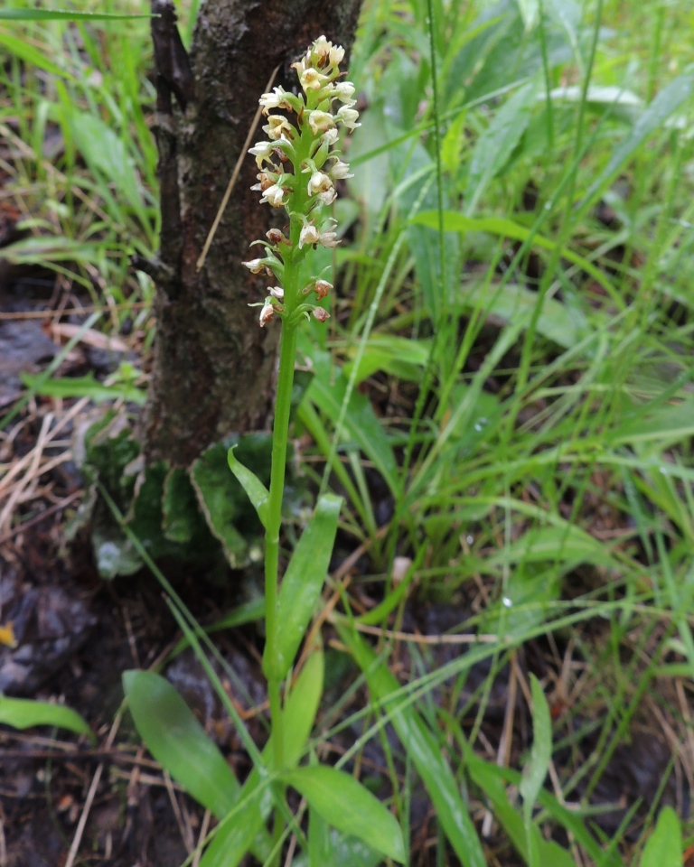 Изображение особи Pseudorchis albida.