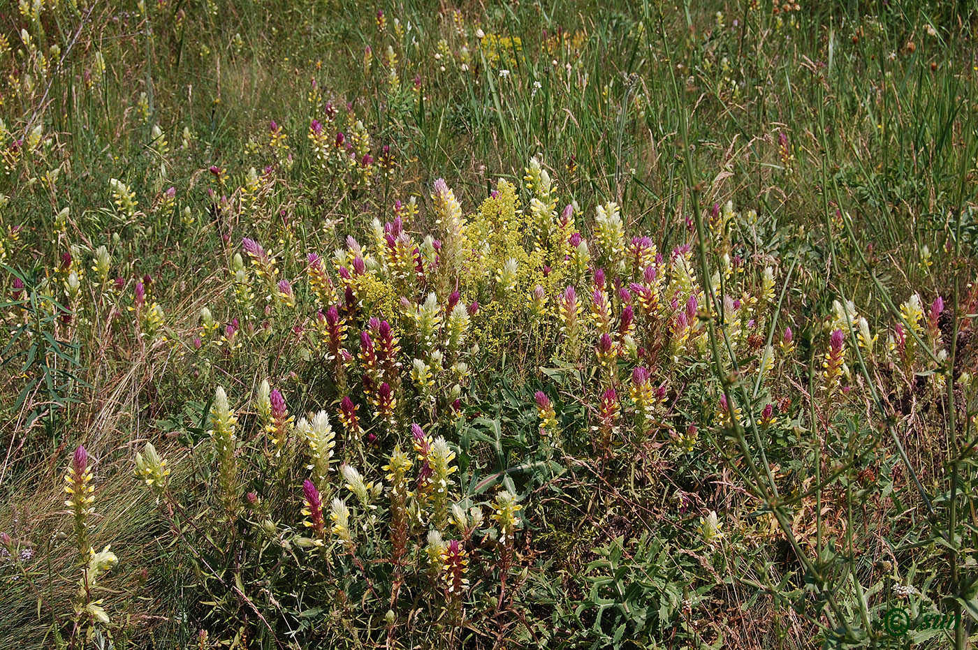 Image of Melampyrum argyrocomum specimen.
