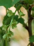 Ribes hispidulum