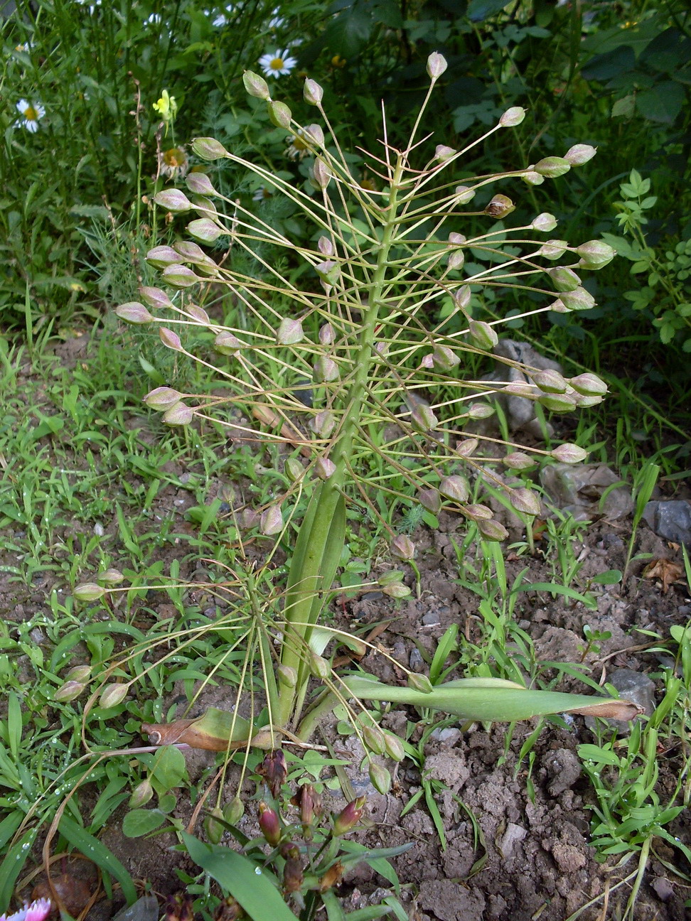 Image of Bellevalia sarmatica specimen.