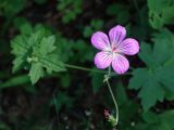 Geranium wlassovianum. Цветок. Приморье, окр. г. Находка, смешанный лес. 11.07.2016.