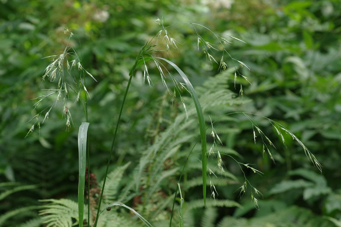 Image of Festuca gigantea specimen.