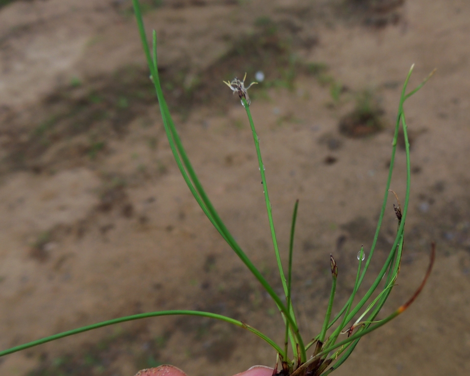 Image of genus Eleocharis specimen.