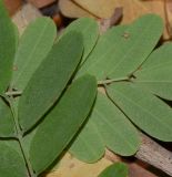Caesalpinia pulcherrima