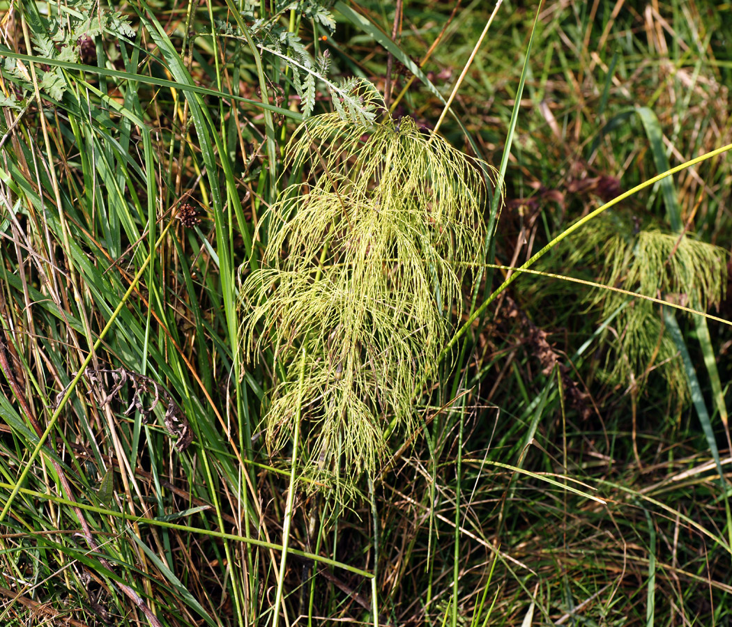 Изображение особи Equisetum sylvaticum.