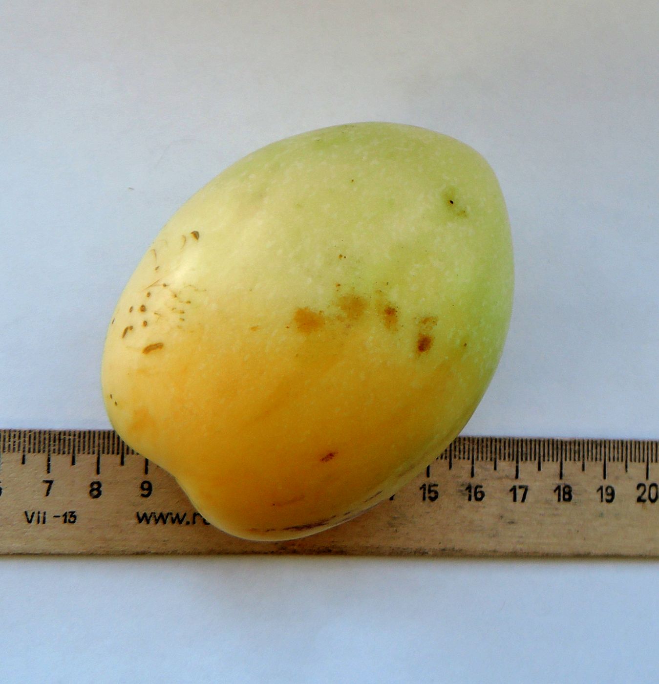 Изображение особи Solanum muricatum.