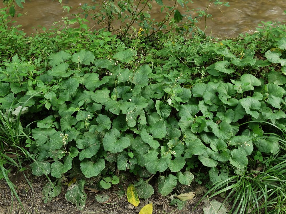 Изображение особи Adenocaulon adhaerescens.