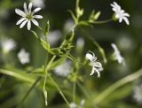 Stellaria nemorum