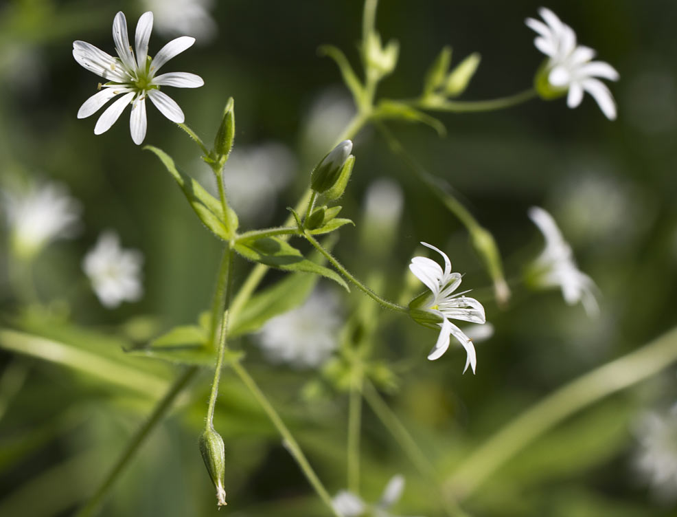 Image of Stellaria nemorum specimen.
