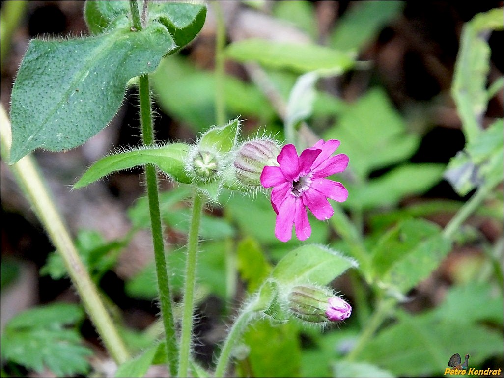 Изображение особи Melandrium dioicum.