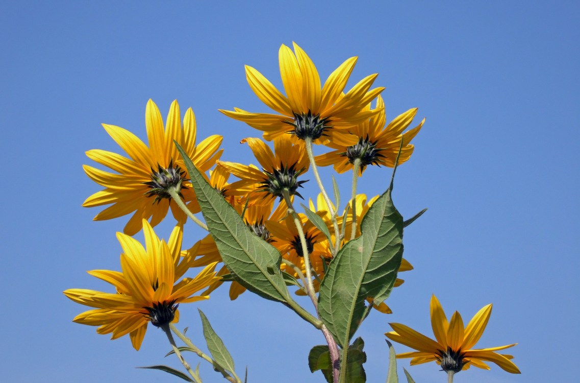 Изображение особи Helianthus tuberosus.