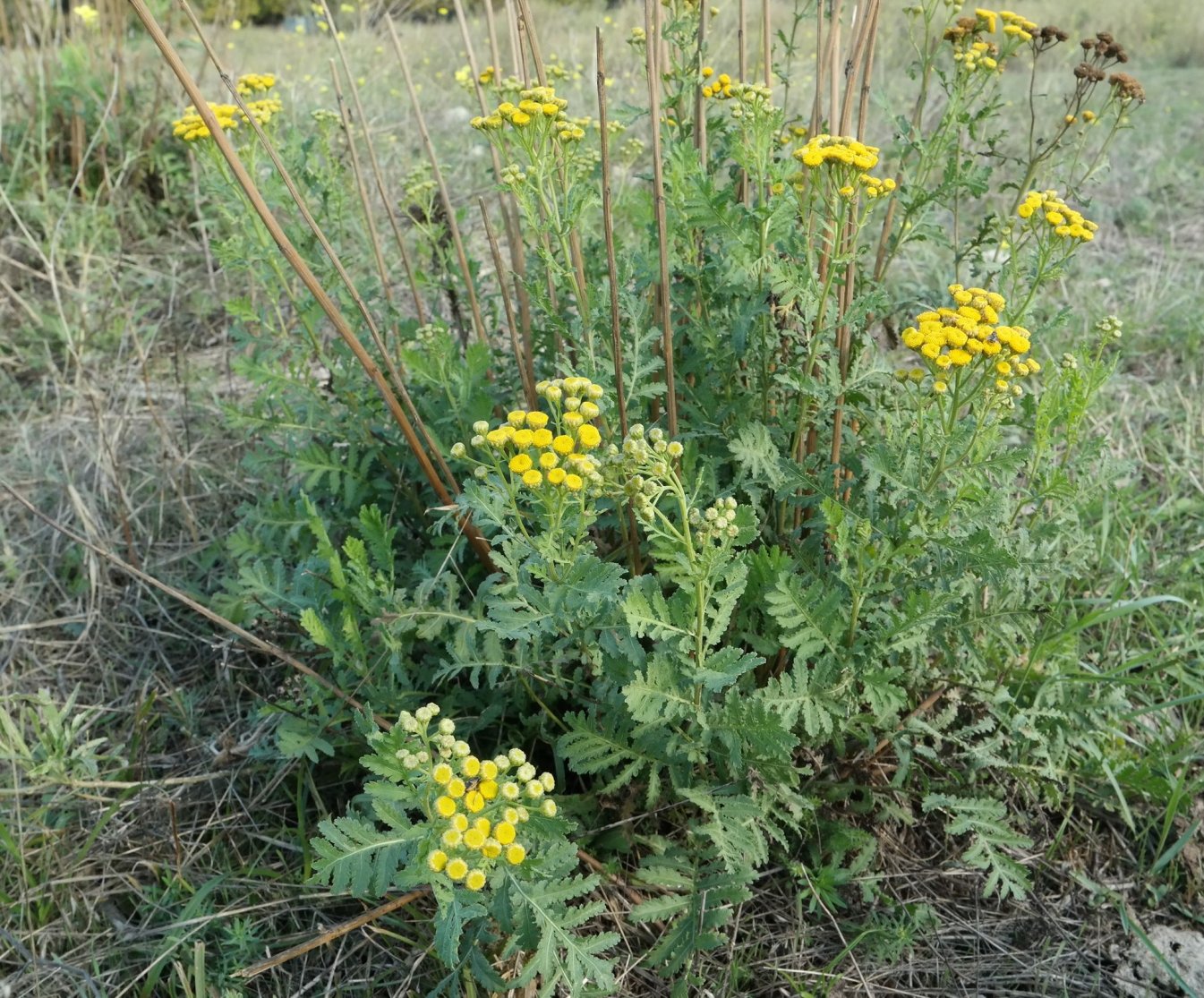 Изображение особи Tanacetum vulgare.