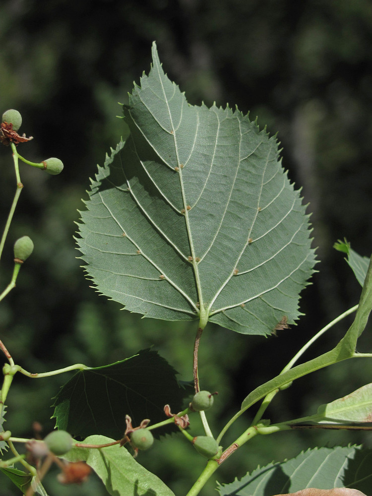 Изображение особи Tilia begoniifolia.