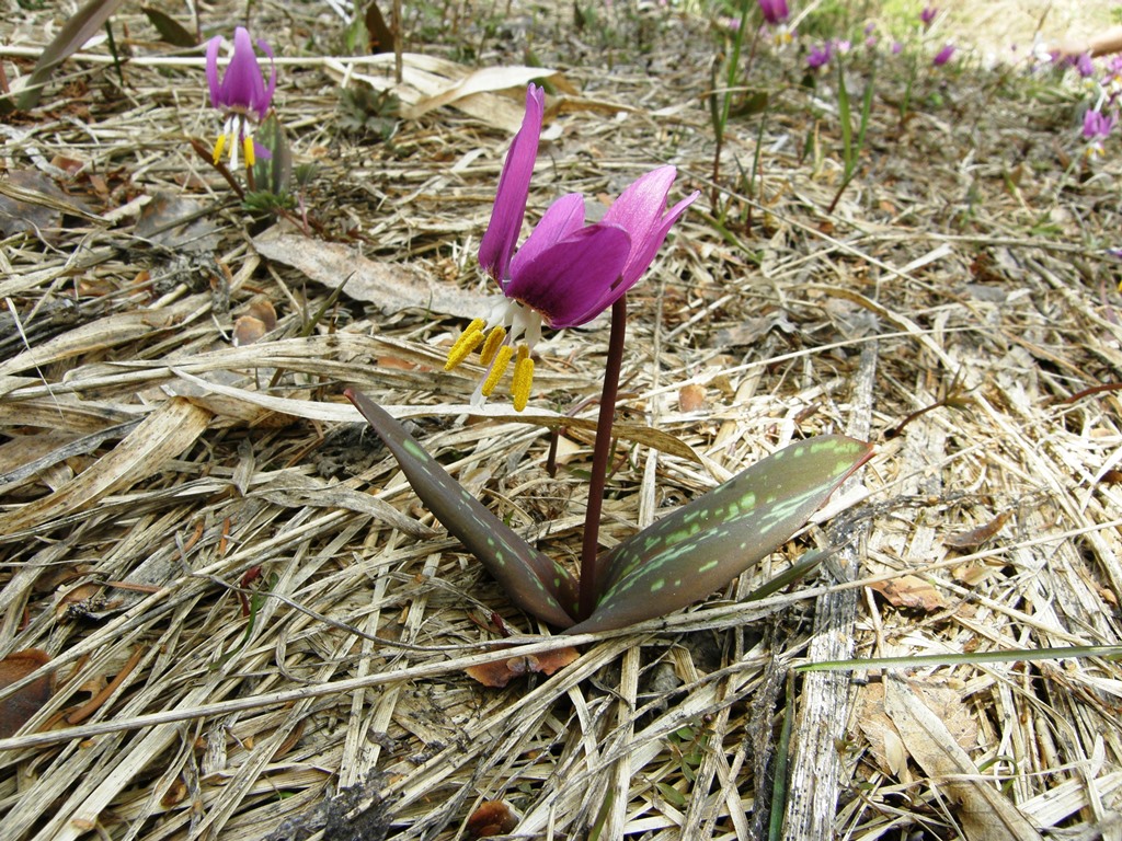 Image of Erythronium sibiricum specimen.