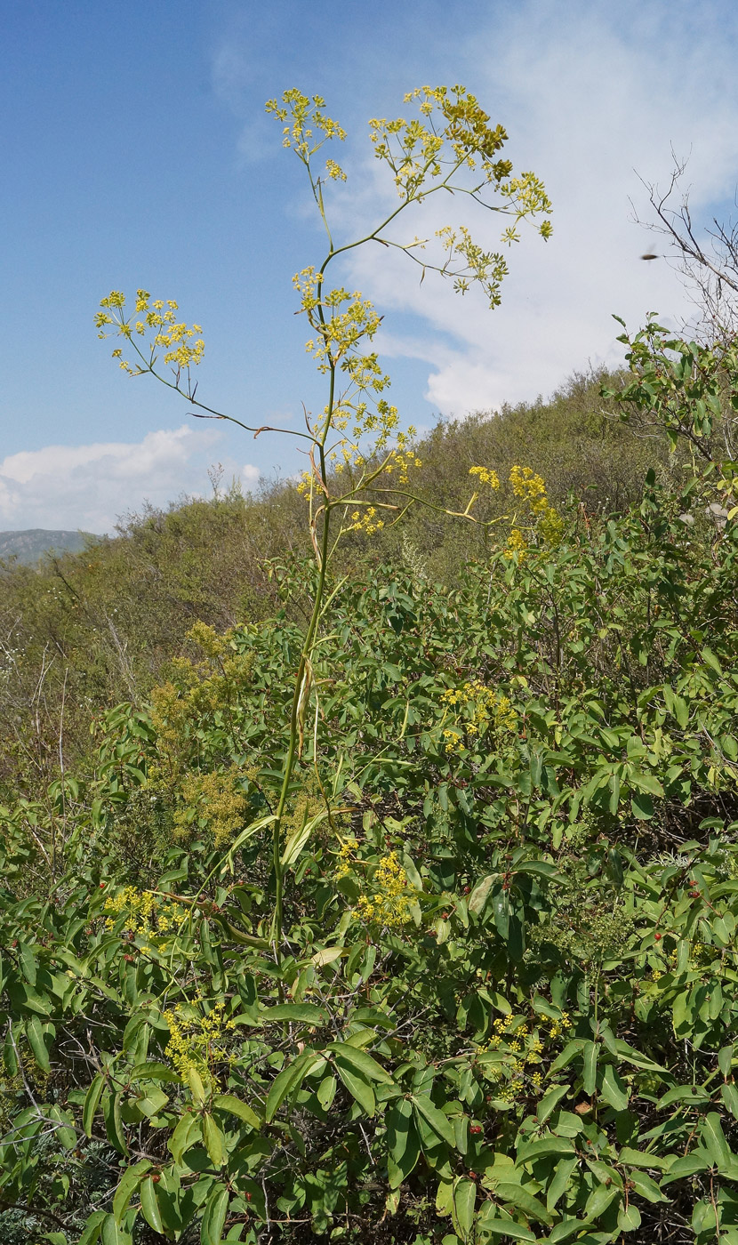 Image of Bupleurum krylovianum specimen.