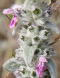 Stachys cretica