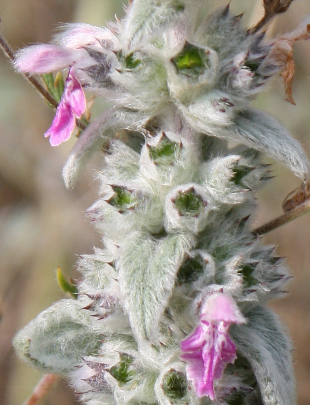 Изображение особи Stachys cretica.