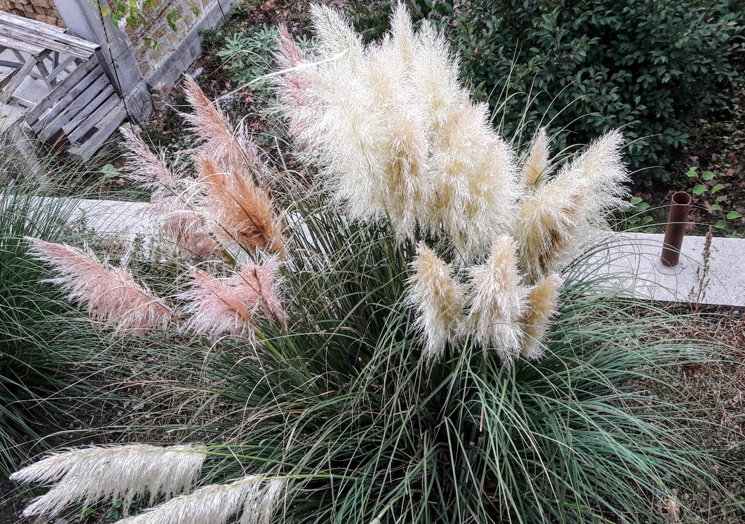 Изображение особи Cortaderia selloana.