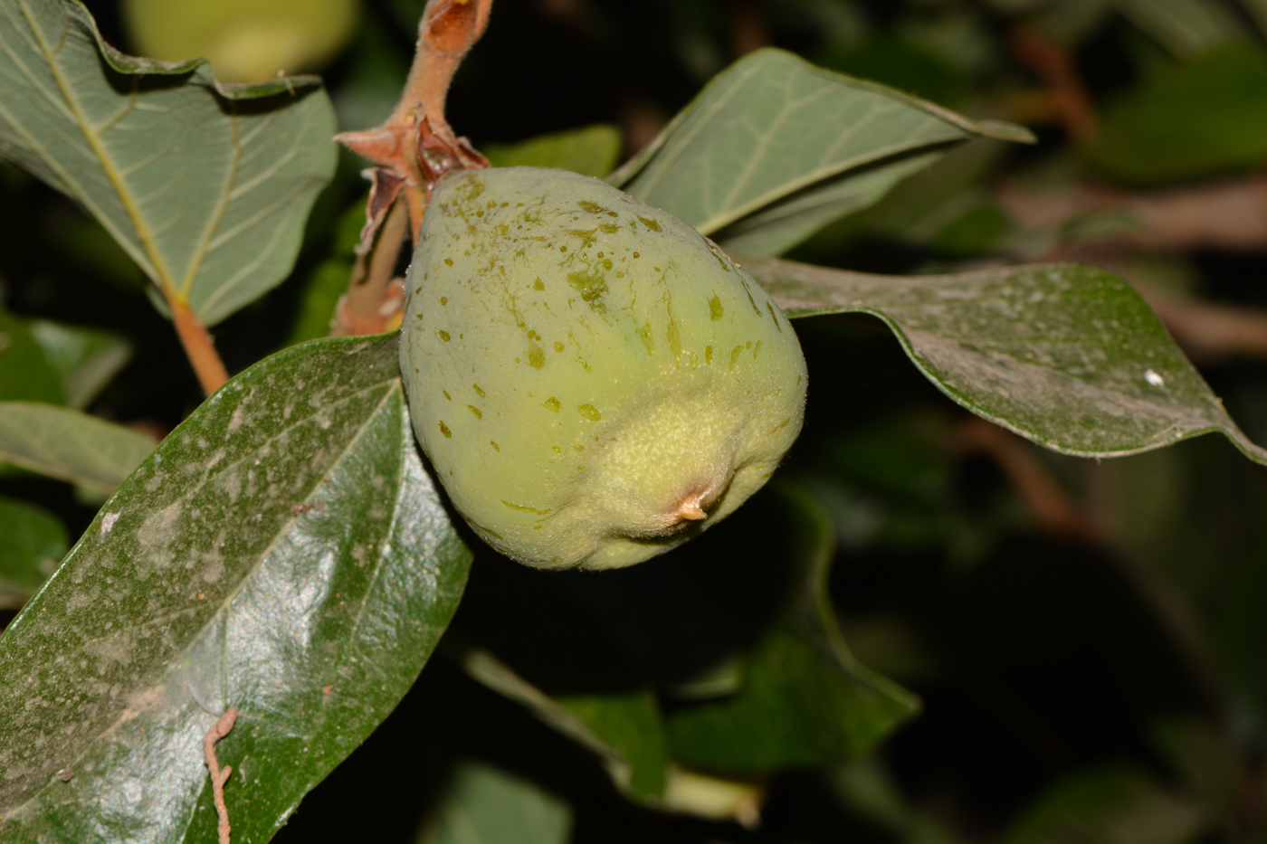 Image of Ficus pumila specimen.