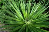 genus Yucca