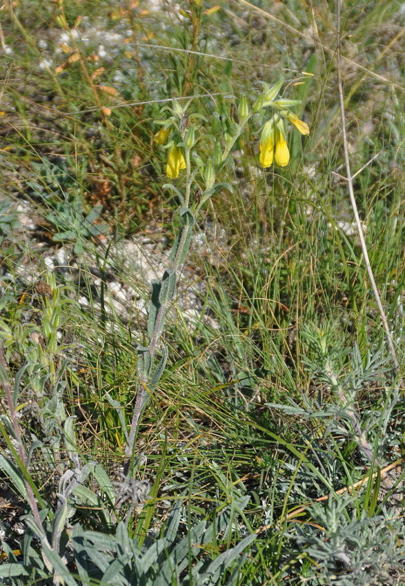 Image of Onosma taurica specimen.