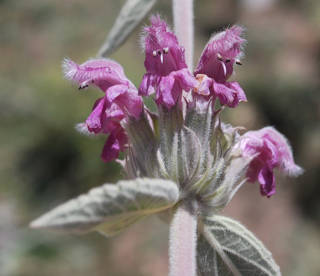 Image of Phlomoides canescens specimen.