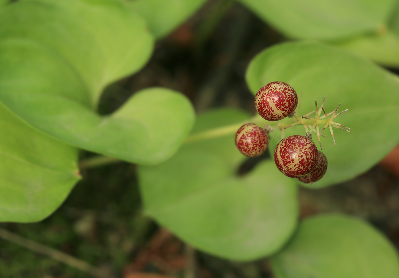 Image of Maianthemum dilatatum specimen.