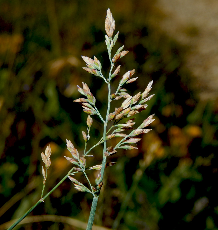 Image of Poa compressa specimen.