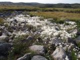 Eriophorum scheuchzeri. Аспект плодоносящей пушицы среди валунов у вытекающего из верхового озера ручья. Кольский п-ов, Восточный Мурман, окр. губы Порчниха, горный массив в р-не Выселковских озер. 24.08.2009.