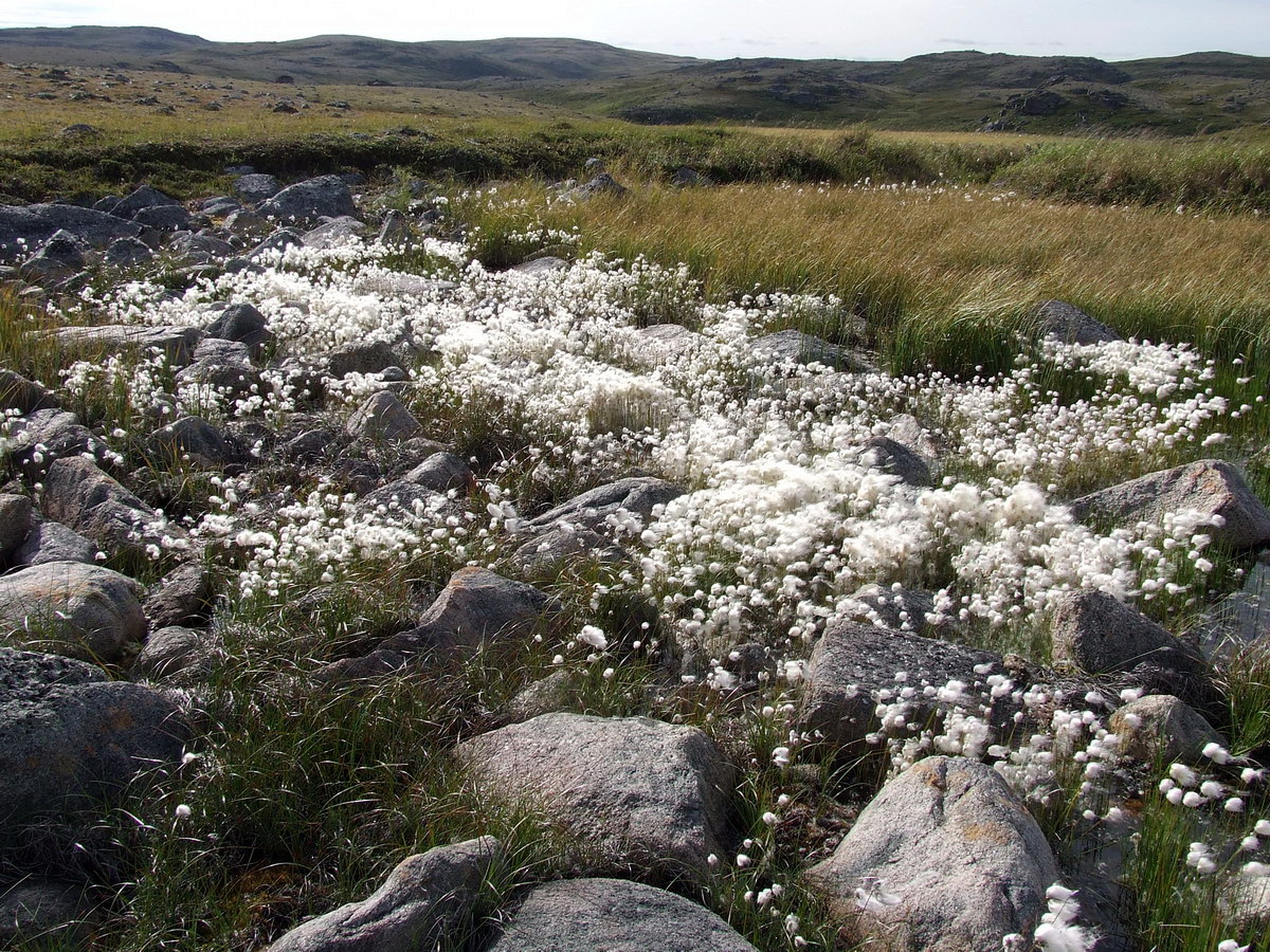 Image of Eriophorum scheuchzeri specimen.