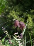Fritillaria montana