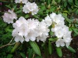 Rhododendron yakushimanum