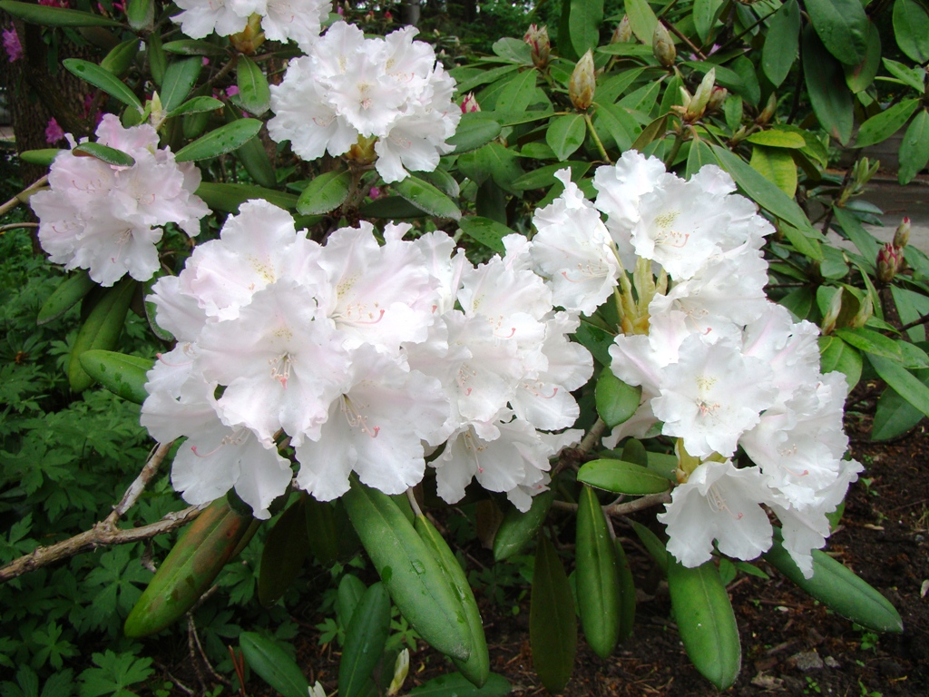 Изображение особи Rhododendron yakushimanum.