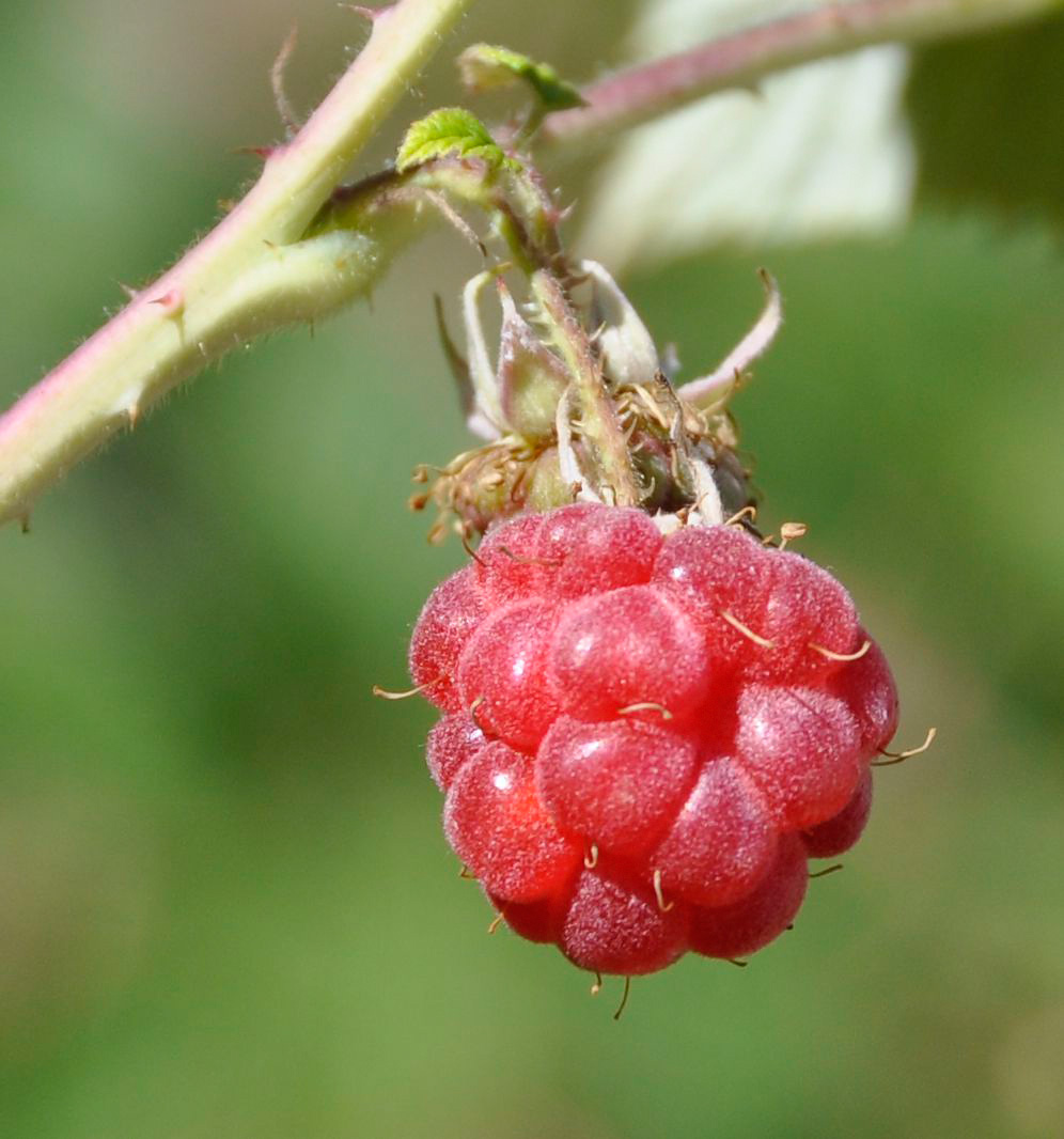 Изображение особи Rubus idaeus.