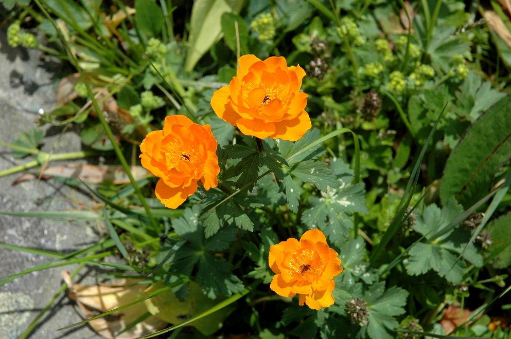 Image of Trollius altaicus specimen.