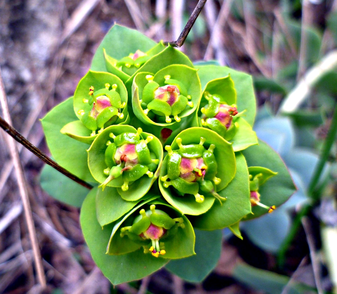 Image of Euphorbia myrsinites specimen.