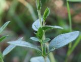 Helianthemum grandiflorum. Средняя часть побега. Крым, Чатырдаг, луговая степь на нижнем плато яйлы. 23.07.2009.